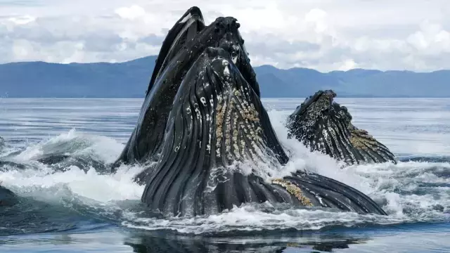 Balinalar Dünya'yı nasıl soğutuyor?