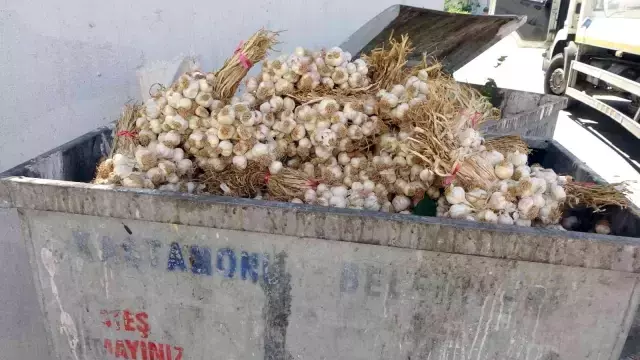 Pandemide kilosu 100 liraya çıkmıştı! Yüzlerce kilo Taşköprü sarımsağı çöpte bulundu