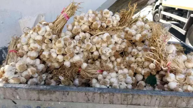 Pandemide kilosu 100 liraya çıkmıştı! Yüzlerce kilo Taşköprü sarımsağı çöpte bulundu