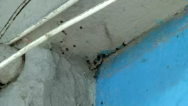 İstanbul'da bir binayı yüzlerce kene istila etti