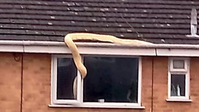 Evdeki ihbara giden yılan uzmanı, gördüğü yılan karşısında resmen dehşete kapıldı