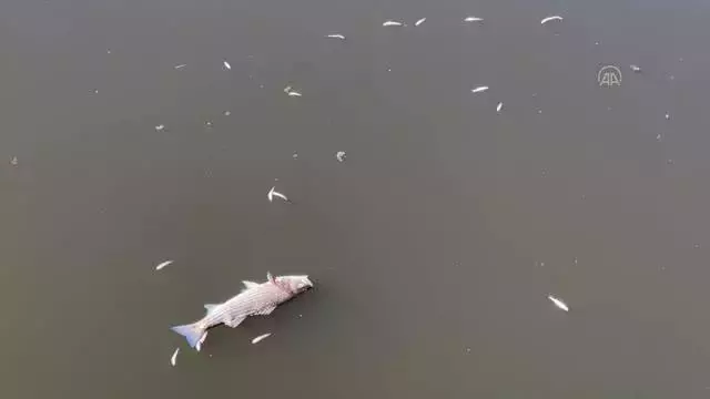 California sahilleri kıyıya vuran ölü balıklarla doldu: Zararlı bir tür