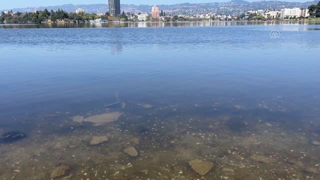 California sahilleri kıyıya vuran ölü balıklarla doldu: Zararlı bir tür