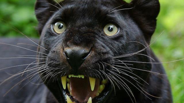 Köydeki herkesin dikkatli olması istendi! Sıcaklar yüzünden ortaya çıkan hayvan ürkütüyor