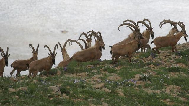 Hatay'da yaban keçisi avlayan kişiye 254 bin lira ceza