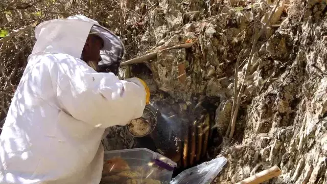 Cilo Dağı eteklerinden Norveç'e kilosu 2 bin 500 TL'den kaya balı