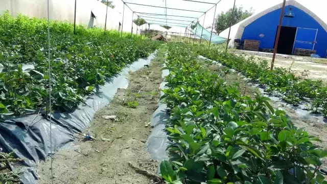 Organik solucan ve yarasa gübresiyle yetiştirilip, kilosu 150 liradan satılıyor