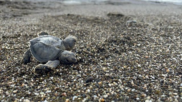 Hatay'da çift başlı deniz kaplumbağası görüldü