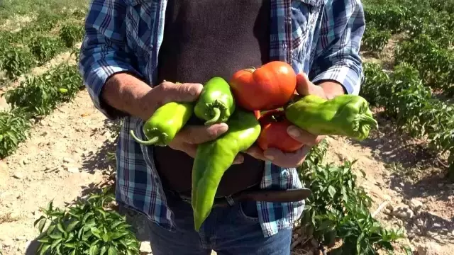 Tarlasını yine vatandaşa açtı, marketin yarı fiyatına satışa başladı