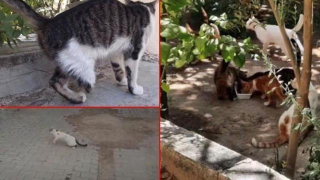 Cinci hocanın büyü bozmak için kedi ayağı istemesi üzerine ilçede kedi avı başladı