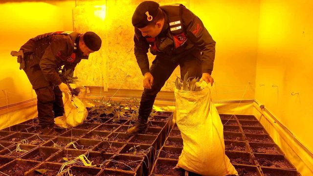 2 katlı villayı uyuşturucu tarlasına çevirmişler