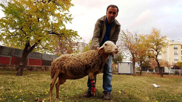 Çoban koyununu perişan halde gördü, yaptığı hareket herkesi hüngür hüngür ağlattı