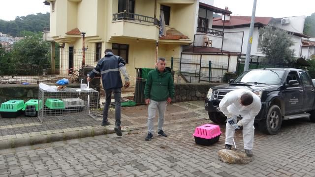 Bahçeyi kazan ekipler gözlerine inanamadı: Ev değil hayvan mezarlığı