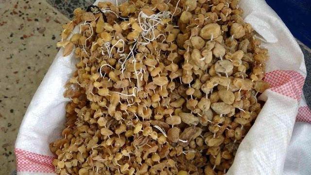 Doğada çok zor bulunuyor, kilosu 3 bin liradan satılıyor