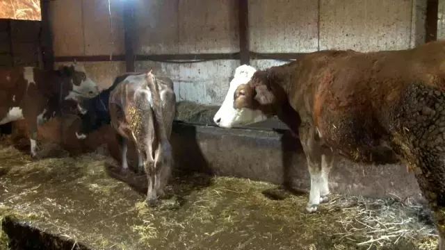 Arnavutköy'de ilginç olay: Çoban mahalledeki 8 büyükbaş hayvanı çaldı