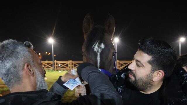 Atlar için önce kına gecesi, sonra da davullu zurnalı düğün yaptılar