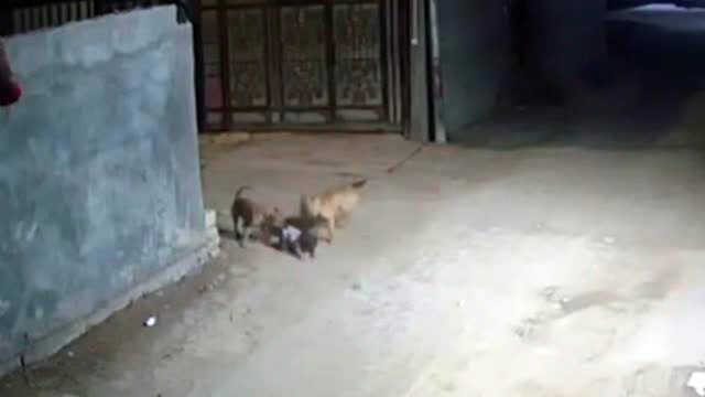 Irak'ta sokak köpeklerinin saldırısına uğrayan bebek yaralandı