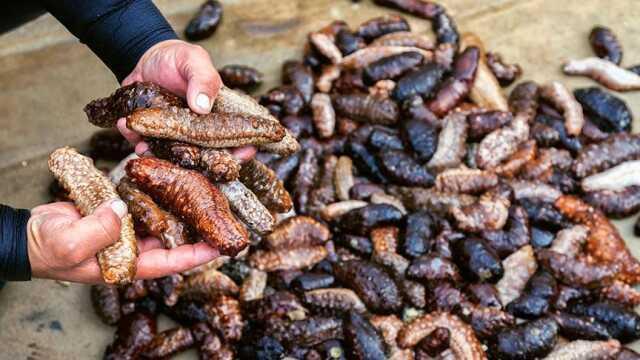 Deniz patlıcanı nedir, neden yasak? Deniz patlıcanı yenir mi?