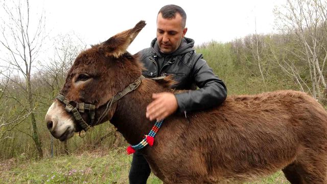 İstanbul'dan satılık eşek ilanı girildi! Olay kadar istediği fiyat da enteresan