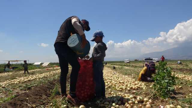 Siyasileri bile birbirine düşüren soğan, tarlada 9-10 lira seviyesine düştü