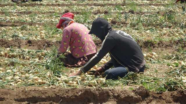 Siyasileri bile birbirine düşüren soğan, tarlada 9-10 lira seviyesine düştü