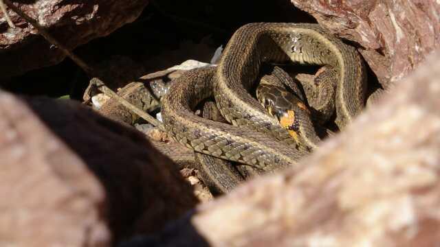 Yüksekova'yı yılan sürüleri sardı