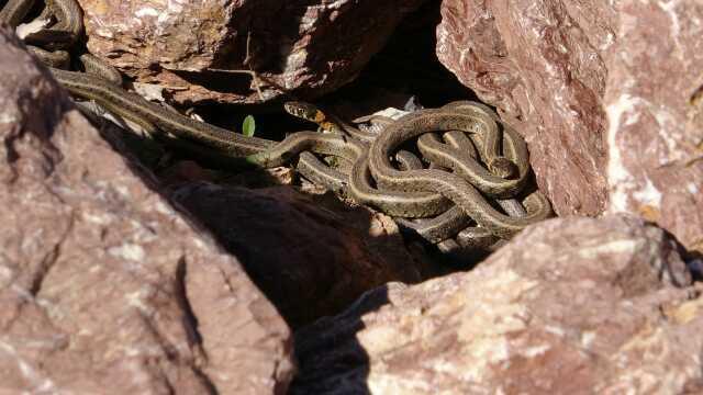 Yüksekova'yı yılan sürüleri sardı