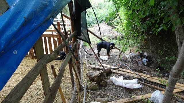 Pitbullar Manavgat'ta Koyun Ağılına Saldırdı