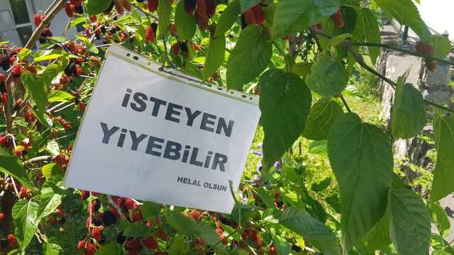 Karabük'te dut ağacına asılan kağıt yürekleri ısıttı