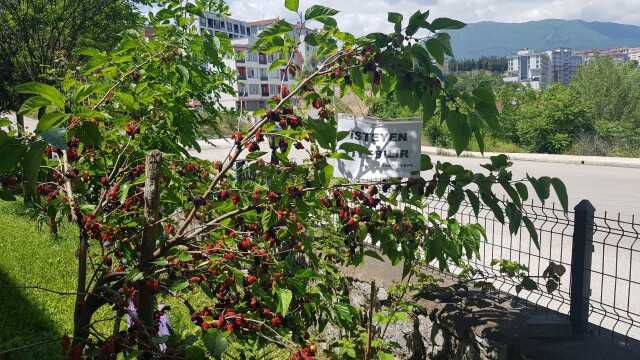Karabük'te dut ağacına asılan kağıt yürekleri ısıttı
