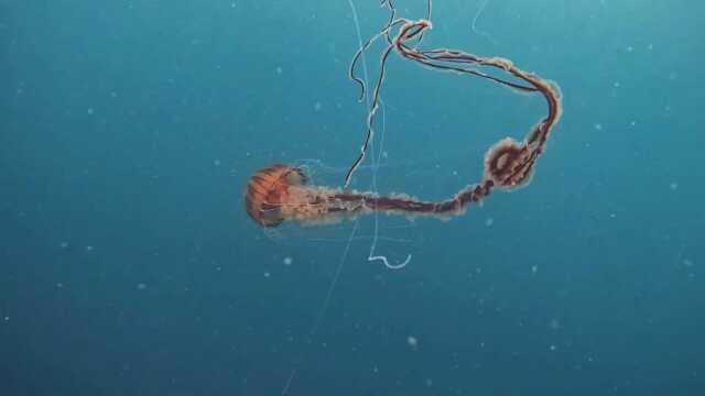 İstanbul'da 4 metrelik zehirli denizanası görüntülendi: Yakınından bile geçmeyin