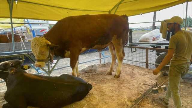 Çorlu'da 1075 kilogramlık dana 135 bin liraya satıldı