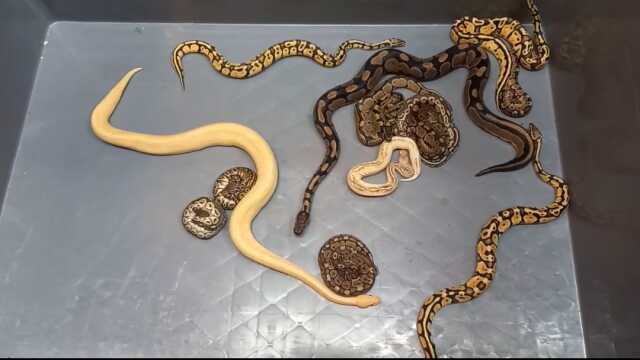 Kapıkule'de TIR'da 28 piton yılanı ele geçirildi