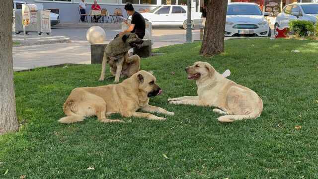 Başıboş köpeklerden büyükbaş hayvanlara kuduz salgını