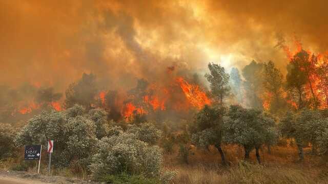 Milas'ta orman yangın! Havadan ve karadan müdahale ediliyor