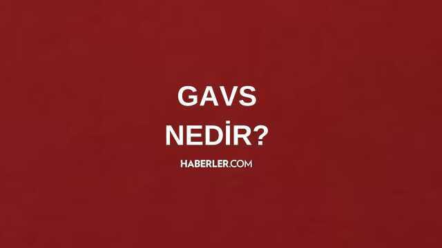 Gavs ne demek? Gavs nedir? Gavs ne anlama gelir?