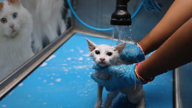Kedi yıkanır mı, yıkanmaz mı? Kedi yıkandıktan sonra kurutulur? Kediler nasıl yıkanmalı, yıkarken nelere dikkat edilmeli?