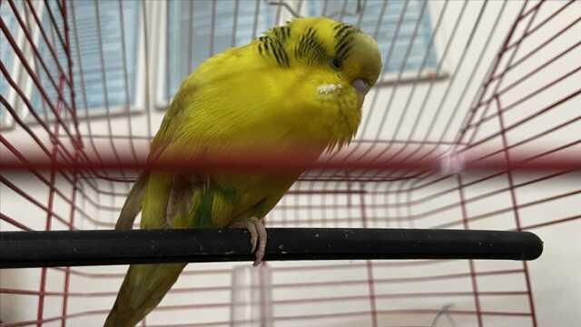 Muhabbet kuşları kaç yıl yaşar? Muhabbet kuşu ne yer?