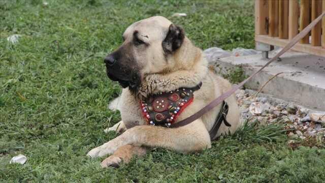 Türkiye'deki köpek cinsleri ve ırkları: Yerel ve uluslararası