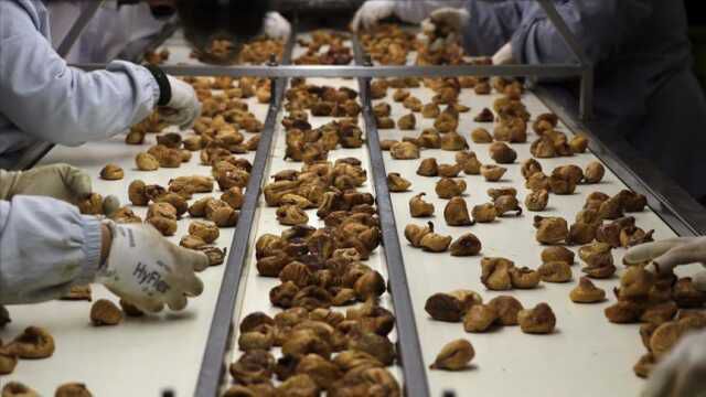 Kuru incir ihracatı son 11 ayda ülkeye 241 milyon dolar kazandırdı