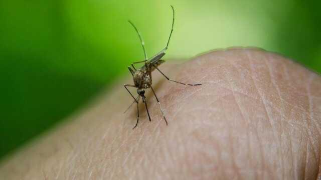 Alarm verildi! Sivrisinek kaynaklı Dang hummasında ölü sayısı 778'e yükseldi