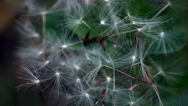 Şeker hastalarına 1000 yıl önce veriliyordu! Reçetesini İbn-i Sina yazdı