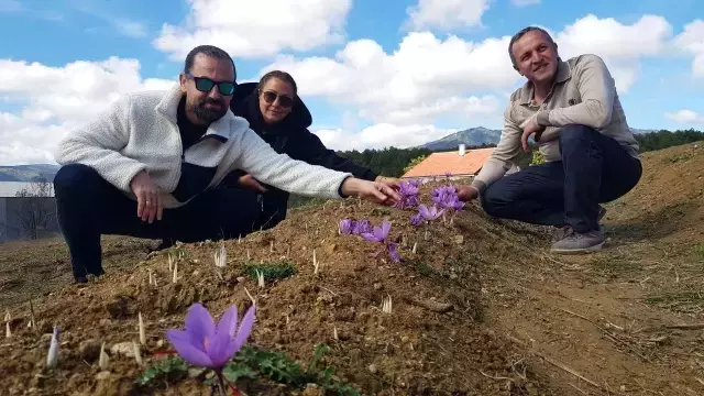 Safran çiçek açmaya başladı! Kilosu 250 bin liradan satılıyor