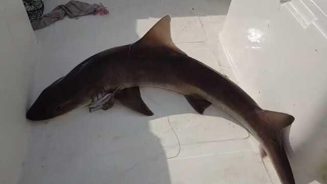 Muğla'da balıkçıların ağına 25 kilogramlık köpekbalığı takıldı