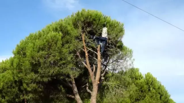 Çam fıstığında hasat başladı! Günlük 1500 TL yevmiye için hayatlarını hiçe sayıyorlar