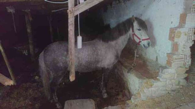At eti kesim merkezine baskın! Kilolarca at eti bulundu, 3 hayvan kurtarıldı