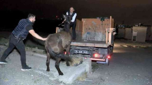 At eti kesim merkezine baskın! Kilolarca at eti bulundu, 3 hayvan kurtarıldı