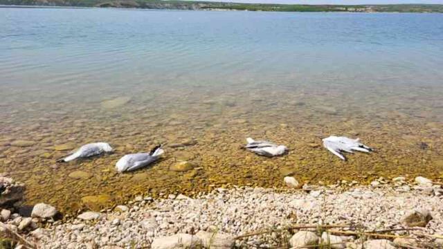 Atatürk Barajı'nda Martı Ölümleri İnceleme Başlatıldı