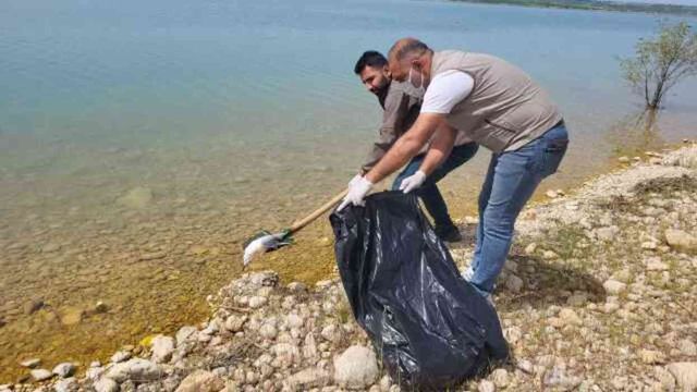 Atatürk Barajı'nda Martı Ölümleri İnceleme Başlatıldı