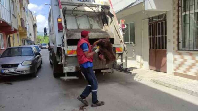 Temizlik görevlileri neye uğradığını şaşırdı: Çöpten parçalanmış ayı çıktı